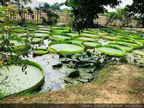 |旅遊|桃園觀音 蓮荷園休閒農場/漂浮大王蓮/蓮子各式美食/環島Day1
