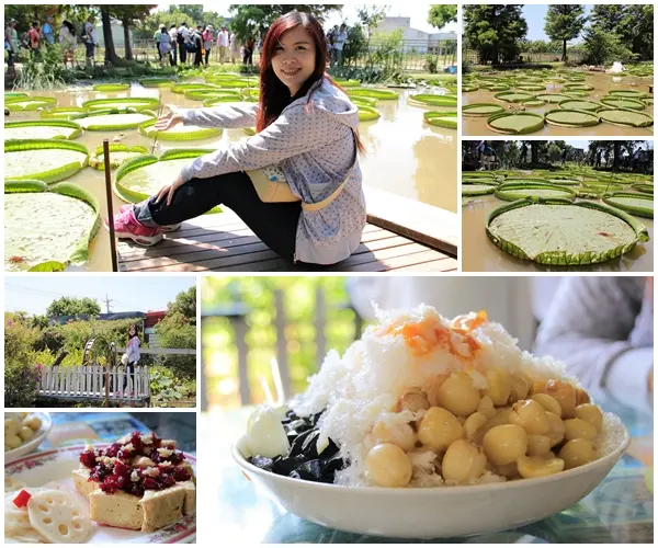 【桃園觀音景點】蓮荷園休閒農場~80公斤也可坐大王蓮/蓮子剉冰+洛神花臭豆腐必吃        
      