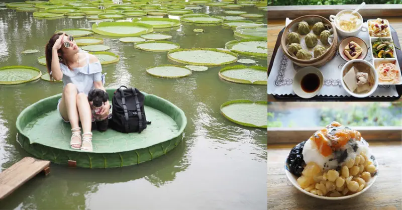 桃園蓮花季 蓮荷園 新增免費大王蓮  隱藏版荷葉飄香茶 蓮子冰消暑氣