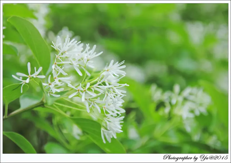 [賞花]【桃園縣龍潭鄉】石管局流蘇。清爽雪白之美