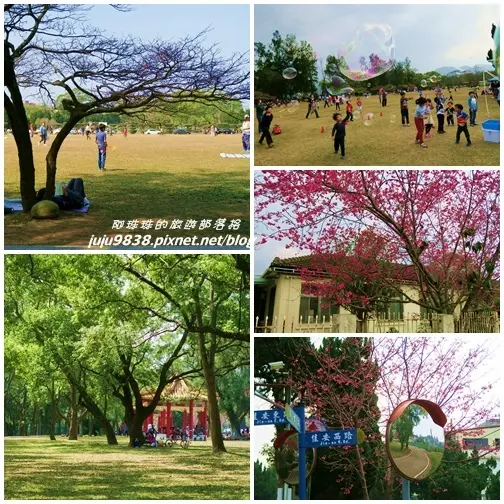 桃園。石管局大草坪。十一份宿舍區櫻花開