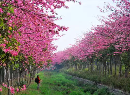 粉色系の冬藏*雲林虎尾.台灣美人樹大道