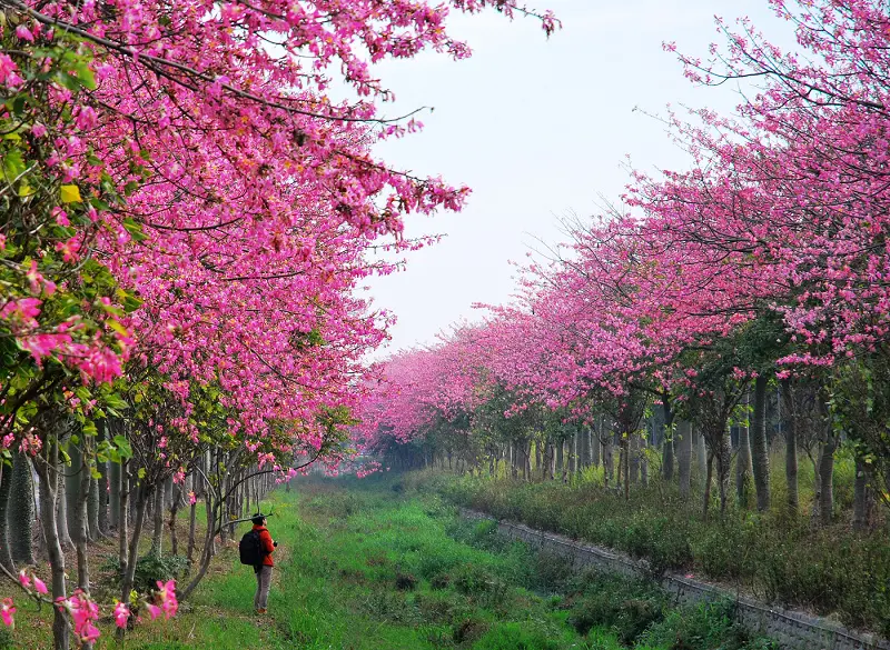粉色系の冬藏*雲林虎尾.台灣美人樹大道
