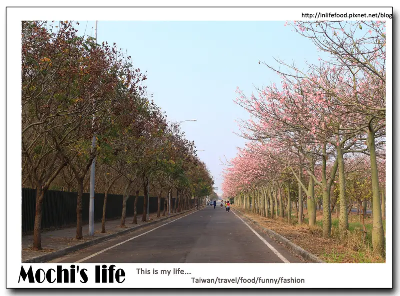 雲林虎尾景點 ▌超夢幻!!「美人樹大道」：粉紅大道秘境，似櫻花大道的浪漫粉紅美人樹 近雲林農博公園(2015/01/03花況、盛開花期為12月中)