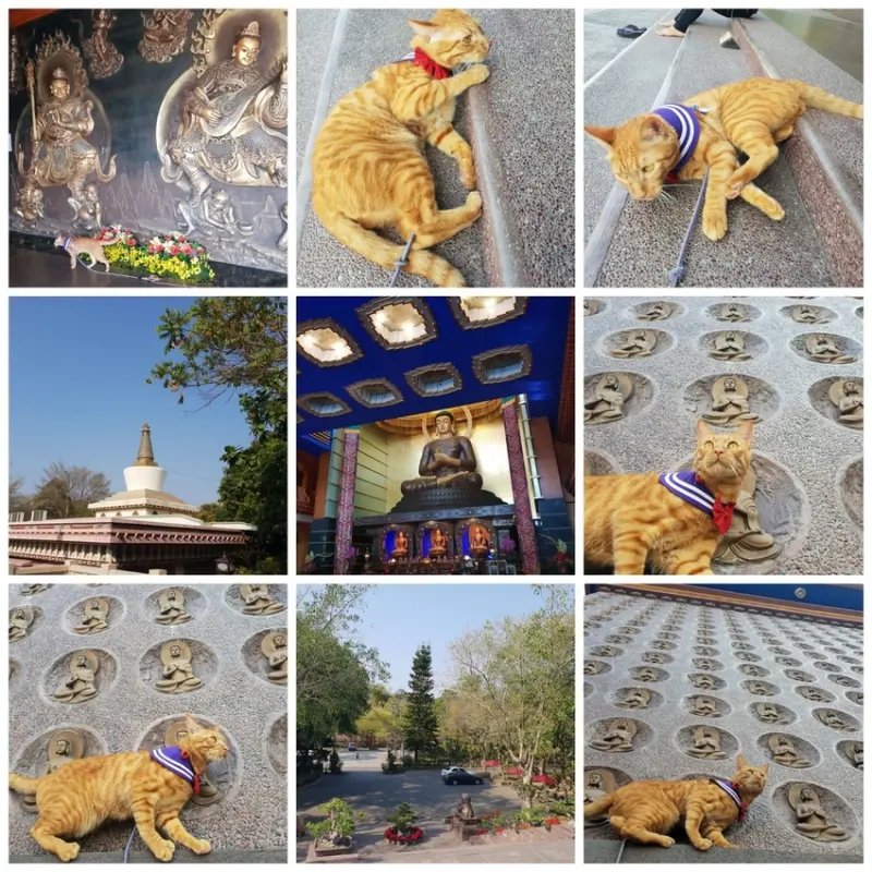 【高雄.仁武】仁武烤鴨+古嚴寺超級清幽磁場超棒的寺廟。大殿上充滿著靈氣與能量