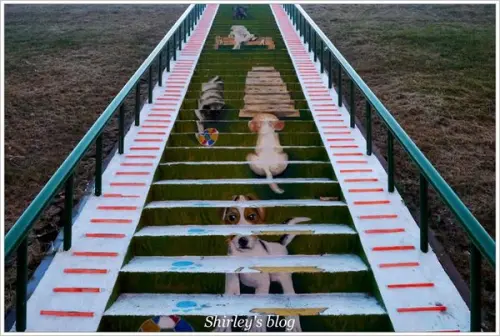 蘆洲‧環堤大道寵物彩繪階梯        
      