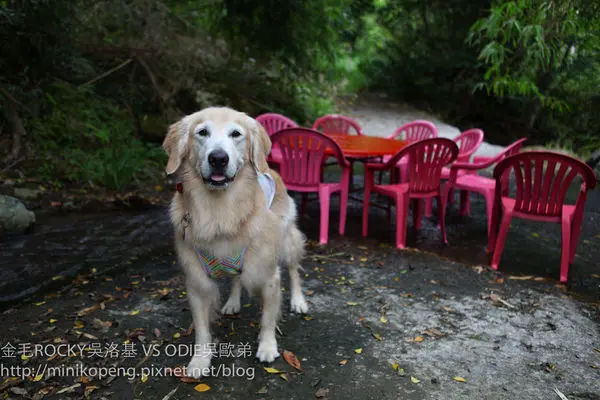 寵物親子旅行。『台東東河鄉秘境』幽靜深谷世外桃源尚德村.馬武窟溪冷泉源頭享用特色水中美食饗宴