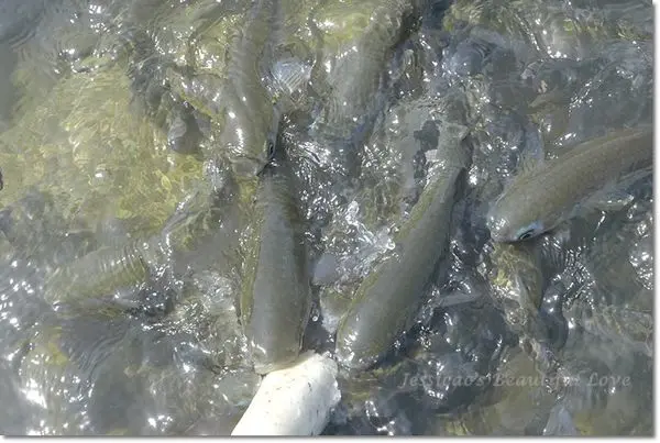 【 台東卑南】 餵魚趣 。杉原海洋生態公園富山護魚區