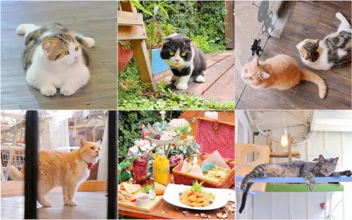 R-Star CoffeeR星咖啡：貓奴必訪滿滿7隻喵星人餐廳 小庭園+野餐籃三明治網美早午餐