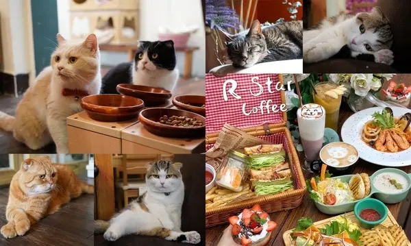 【台中西區】R星咖啡R-Star Coffee，7隻貓咪寵物友善餐廳，聚餐下午茶好去處              