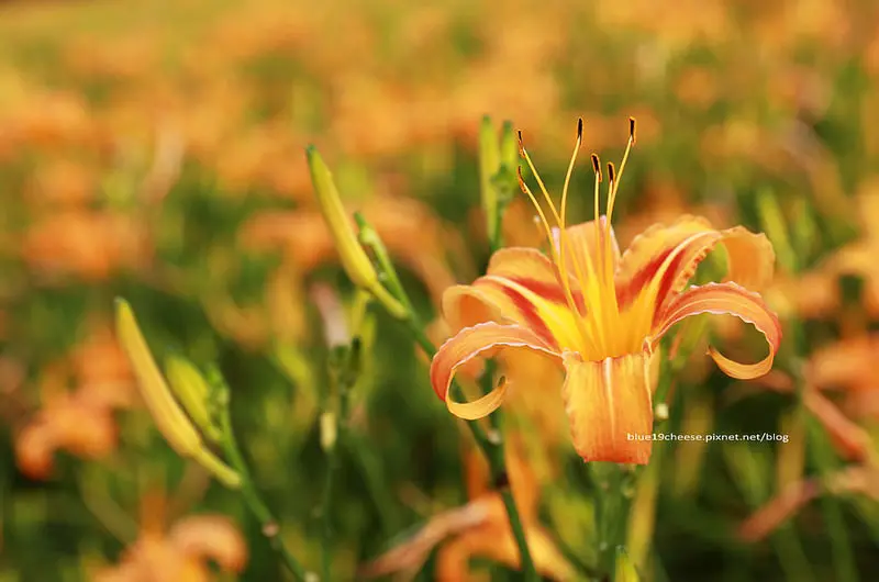 【南投金針花景點】日月潭魚池鄉頭社活盆地 金針花海 - 台中就有黃澄澄一片花海.不用到六十石山和太麻里了耶