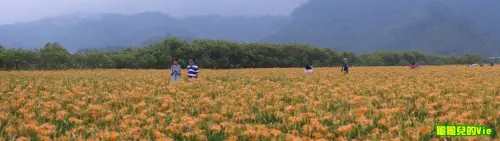 ∥龜龜毛小孩∥2014追金針 頭社活盆地 赤柯山 盛開當中 六十石山還要再等等