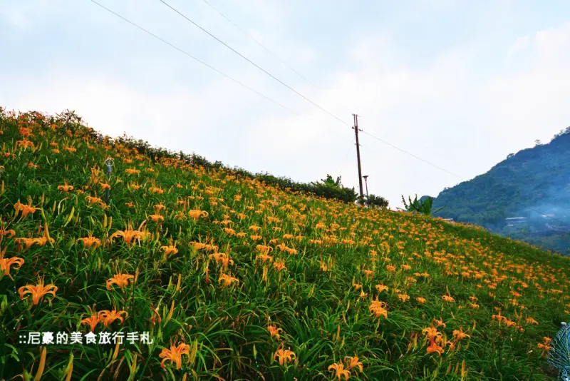[台北文山] 北部也有美麗的金針花 木柵老泉街26巷慈音山莊賞花景點分享