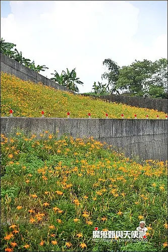 《政大木柵貓空景點餐廳》政大後山老泉里~慈音休閒農莊金針花海．清泉廣場茶餐(2014/09/04花況)