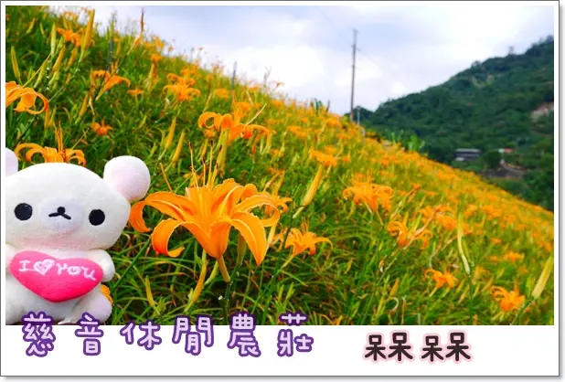 【台北市賞花◍•ᴗ•◍❤】慈音山莊｜漫山遍野黃澄澄的金針花海，點綴木柵貓空山腰