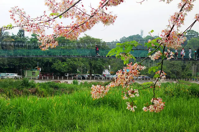 竹崎公園。春遊踏青。桃紅陣雨粉墨登場