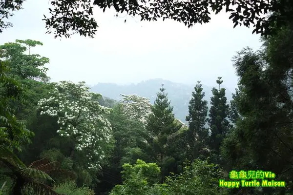 ∥小獅子Channel∥新竹 橫山 ~大山北月螢光食堂~ 好吃的無菜單料理 完美的母親節 療癒的賞螢體驗