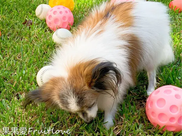 享受森林浴 聆聽潺潺流水  有圍的大草坪  苗栗南庄逗號民宿  親子寵物友善 