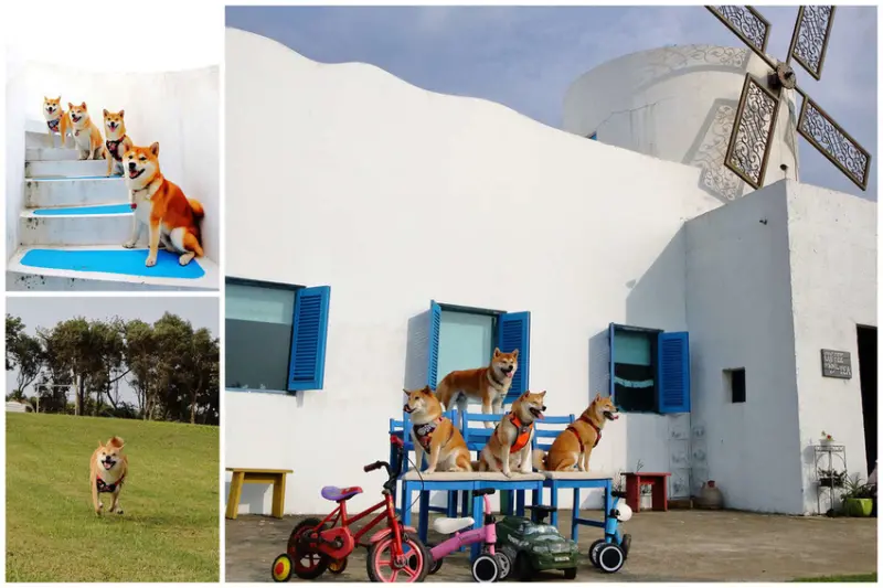 【遊。桃園】卡托米利庭園咖啡〜超浪漫藍白希臘風情咖啡店，大草坪、戲水池、沙坑、滑梯、鞦韆，適合帶小孩及寵物享受下午茶，永安賞夕陽好浪漫