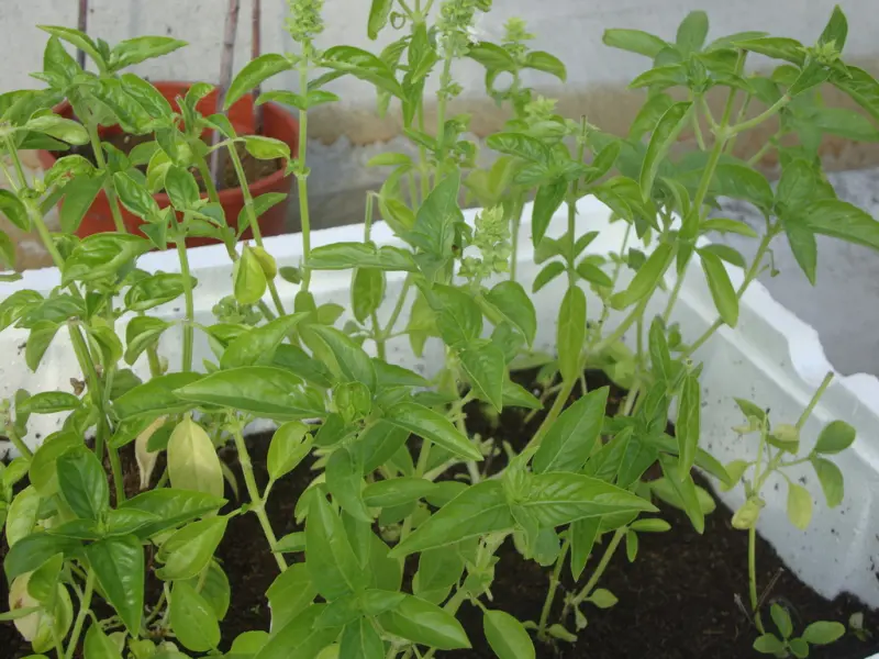 [宜蘭]宜蘭童玩節巷弄美食PART2-有機披薩(Shin-Ping Pizza Store),ピザ,pitza,die Pizza,比萨