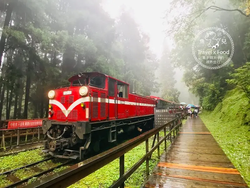 阿里山森林遊樂區｜美好的消暑盛地，二訪火車站及神木遺跡，找尋過往的童年記憶 @ 魚兒 x 牽手明太子的「視」界旅行