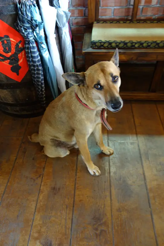 【特色民宿推薦】台灣懷舊風情-南投農村老爺民宿