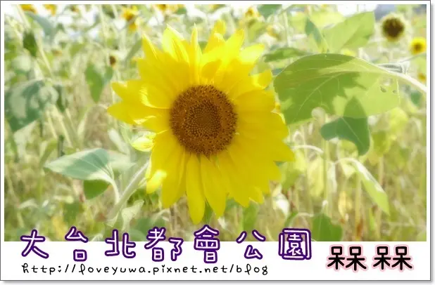 【新北市賞花◍•ᴗ•◍❤】大臺北都會公園三重水漾園區｜遍地金黃的向日葵花海，好似一顆顆炙熱的小太陽