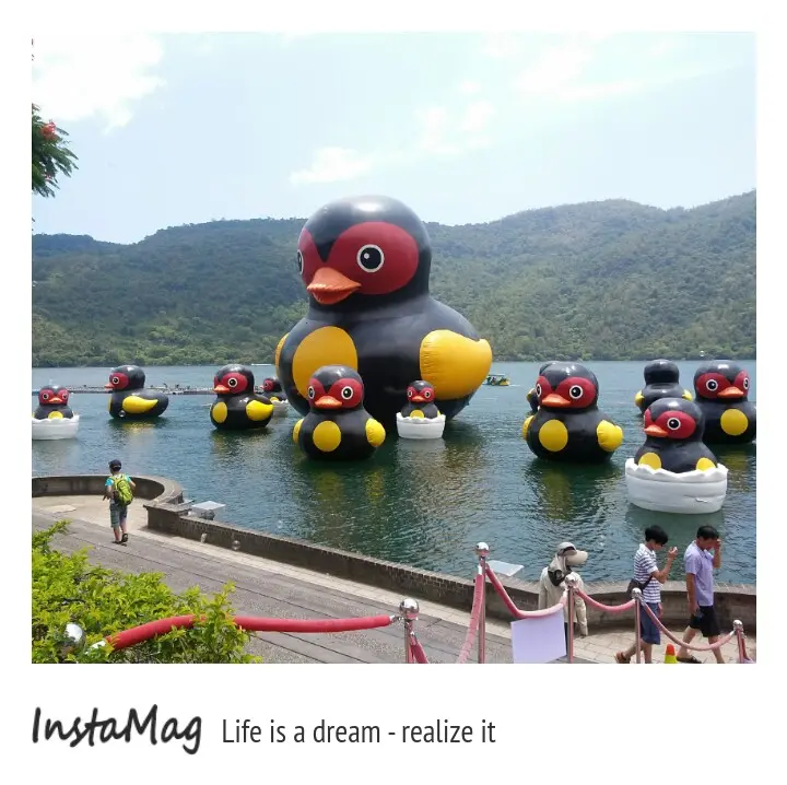 紅面鴨家族~花蓮鯉魚潭