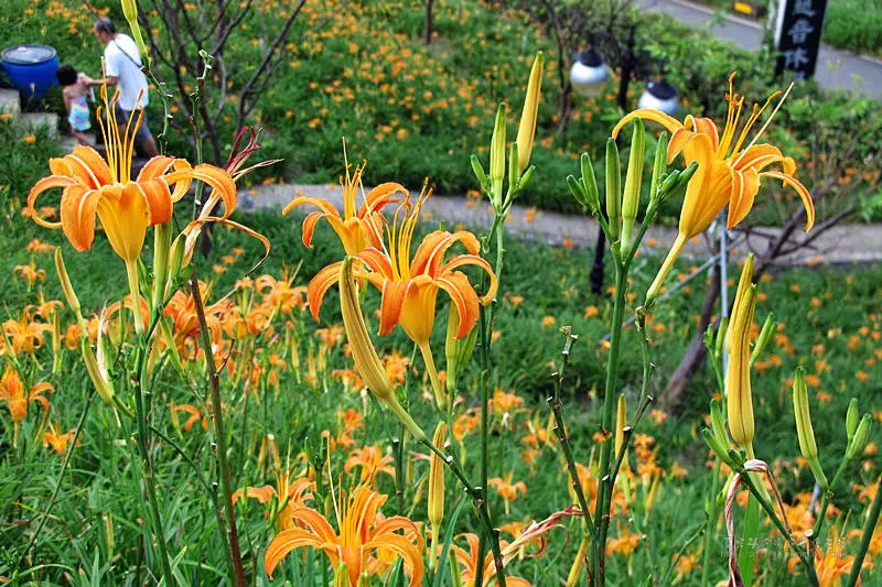 2015文山區老泉街金針花海花況報導●木柵就有媲美花蓮六十石山的金針花海●走訪貓空老泉街慈音休閒農莊