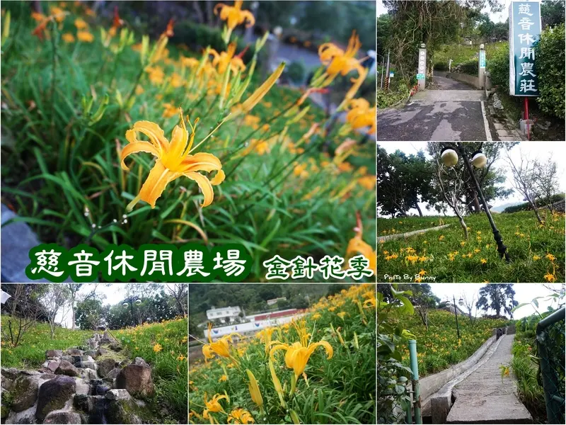 【台北】木柵貓空 慈音休閒農場 迷你版金針花海也能賞得很滿足