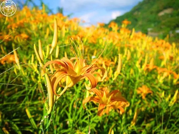 作伙來企投【台北文山･慈音休閒農莊】賞金針花來忘憂變喜悅              