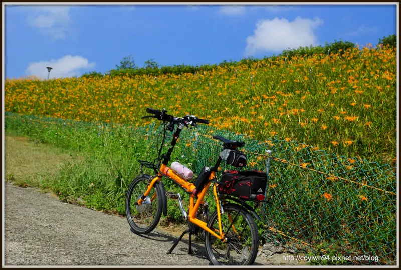 台北也有金針花海,宛如置身太麻里~木柵慈音休閒農莊 