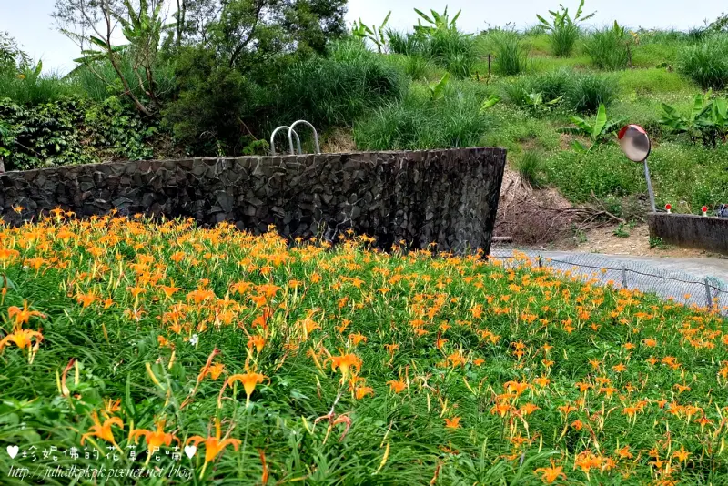 【台北-文山區】台北木柵金針花海：慈音休閒農莊