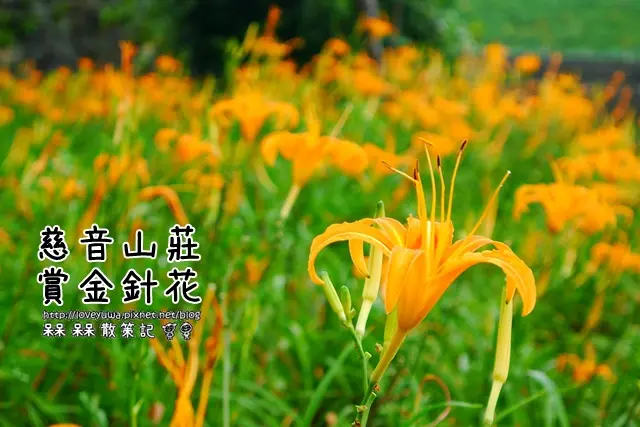 【台北◍•ᴗ•◍文山】賞花・慈音山莊賞金針花(10/2花況)｜台北木柵老泉里金針花海秘境