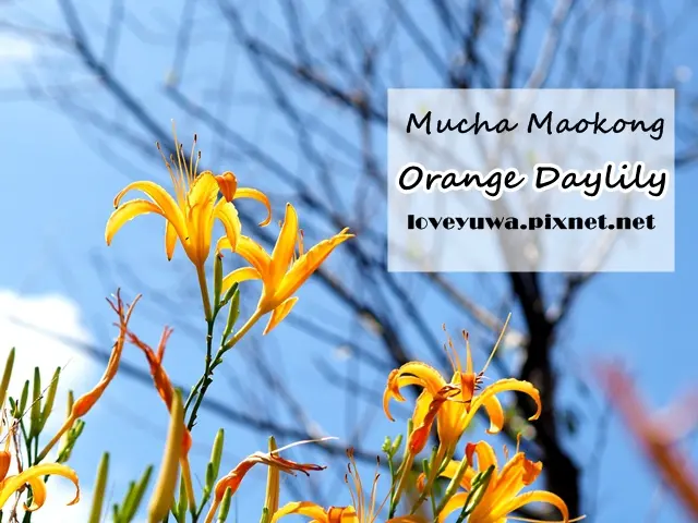 【台北◍•ᴗ•◍文山】景點・木柵老泉里慈音山莊賞金針花(9/13花況)｜木柵貓空金針花海