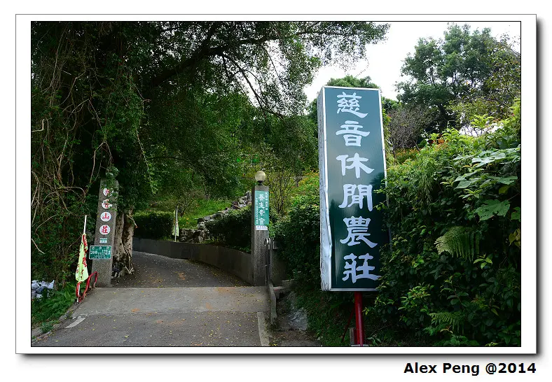 台北市-木柵-老泉街 慈音休閒農莊 金針花