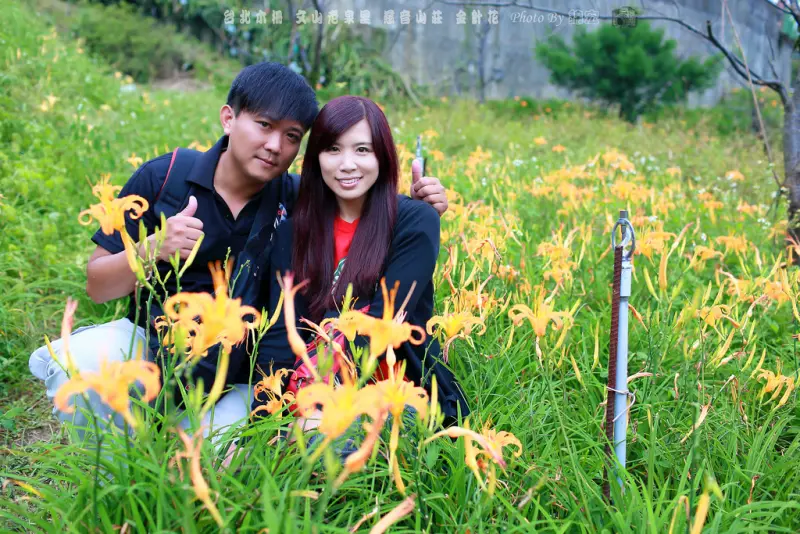 【台北景點】不用去花蓮六十石山 木柵貓空慈音山莊休閒農場 免門票 小而美的金針花海 老泉里盛開 近新店