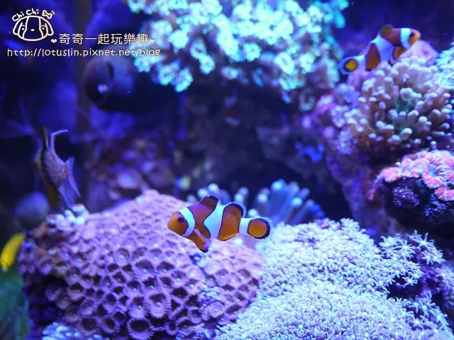 台南 小米屋 馬來西亞特色平價料理 咖哩飯.芙蓉雞飯.拉撒麵.魚肉米粉