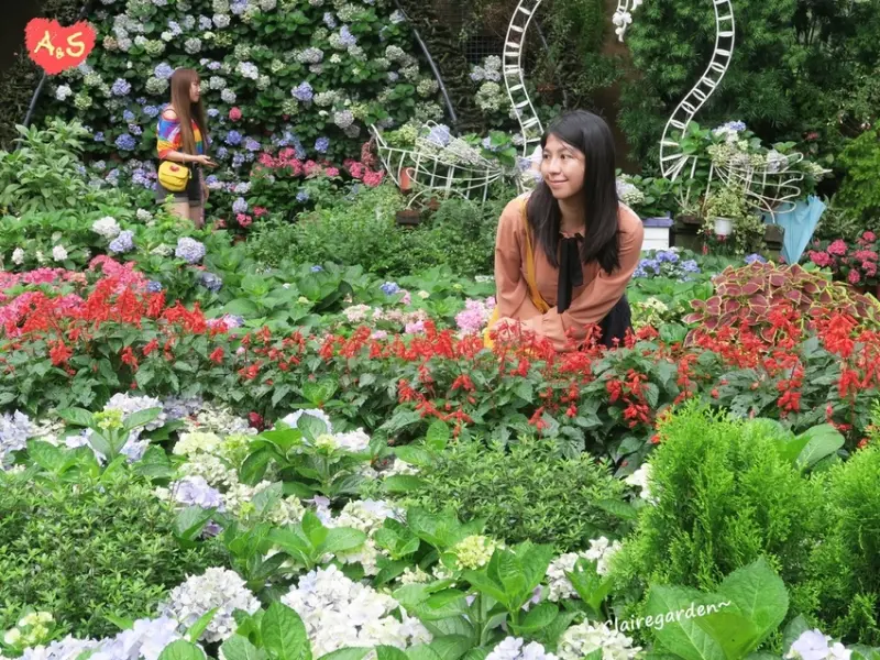 苗栗 花露農場 Flower Home~網美必來，美美繡球花牆好好拍