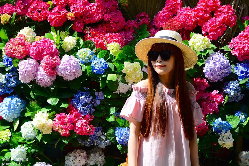 【苗栗卓蘭｜景點】5月繡球花綻放，花草小屋IG熱門打卡，還有大片草地適合親子同樂。花露休閒農場