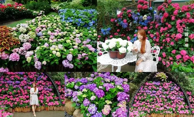 2019賞繡球花景點 ▶ 花露農場 Flower Home ▶ 浪漫滿版繡球花牆 2019繡球花最新花況 網美IG打卡、苗栗一日遊景點!