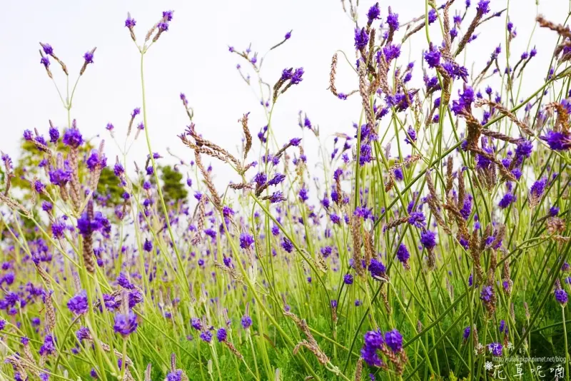 【苗栗-卓蘭鎮】「花露休閒農場」紫色浪漫薰衣草花田與童話風的精油城堡民宿