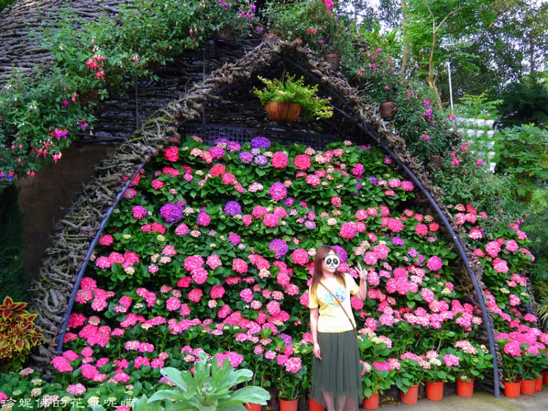 【苗栗-卓蘭鎮】2019花露農場Flower Farm 4-6月繡球花季
