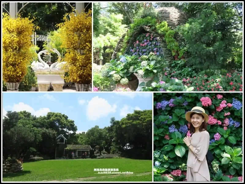 苗栗卓蘭。花露休閒農場。繡球花季末了｜靚花水悅蘭花展接續登場