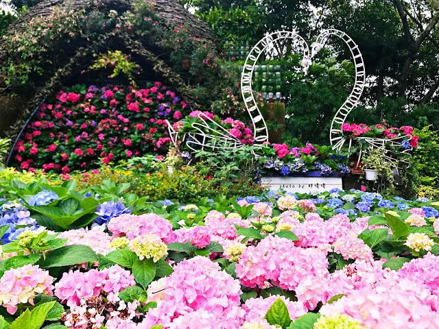【苗栗 卓蘭】花露農場 Flower Home🌺🌺🌺4-6月有超美繡球花，浪漫滿園，讓你照片拍不完，還有精油主題館和住宿，更有景觀餐廳，來到這可以玩上大半天😉-上篇
