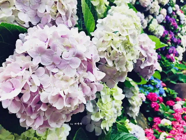 【苗栗 卓蘭】花露農場 Flower Home🌺🌺🌺4-6月有超美繡球花，浪漫滿園，讓你照片拍不完，還有精油主題館和住宿，更有景觀餐廳，來到這可以玩上大半天😉-下篇
