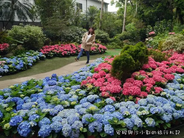 【苗栗景點】花露農場繡球花季  夢幻花牆拍到手軟  親子景點草坪放風