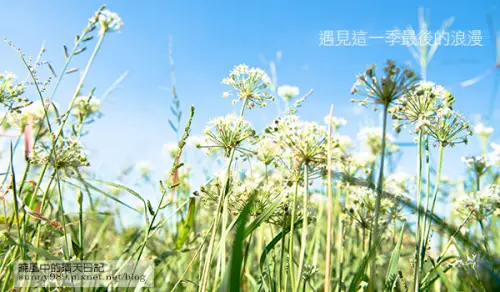 【趴趴走】遇見本季最後的浪漫--大溪韮菜花田        
      