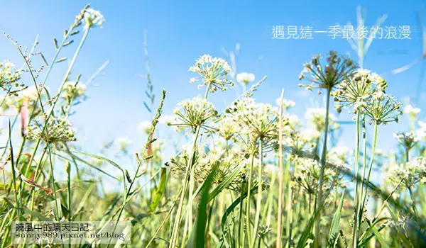 【趴趴走】遇見本季最後的浪漫--大溪韮菜花田        
      