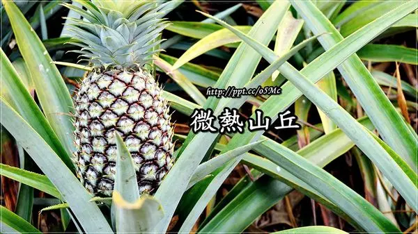 【南投/南投市】團購首選～在三合院裡吃鳳梨酥♪♪微熱山丘♪♪